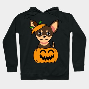 Funny small dog is in a pumpkin Hoodie